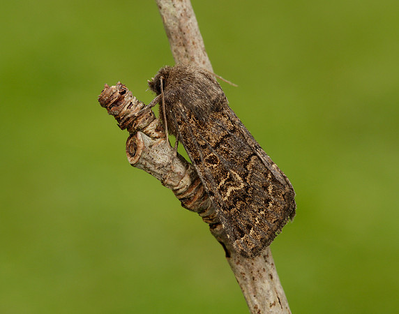 73.252 BF2177 Hedge Rustic Tholera cespitis