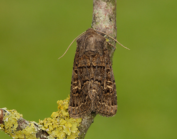 73.252 BF2177 Hedge Rustic Tholera cespitis