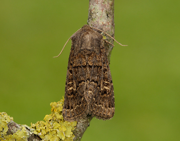 73.252 BF2177 Hedge Rustic Tholera cespitis