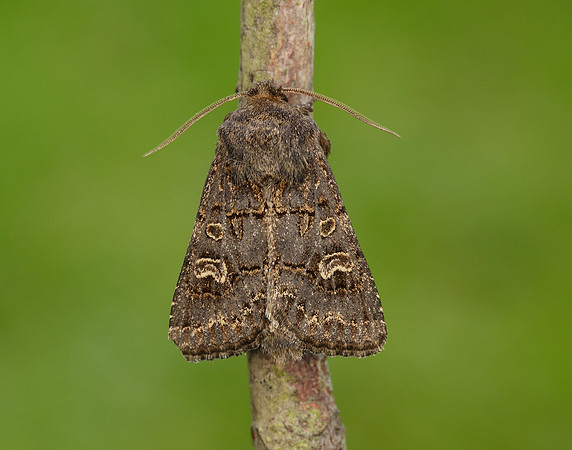 73.252 BF2177 Hedge Rustic Tholera cespitis