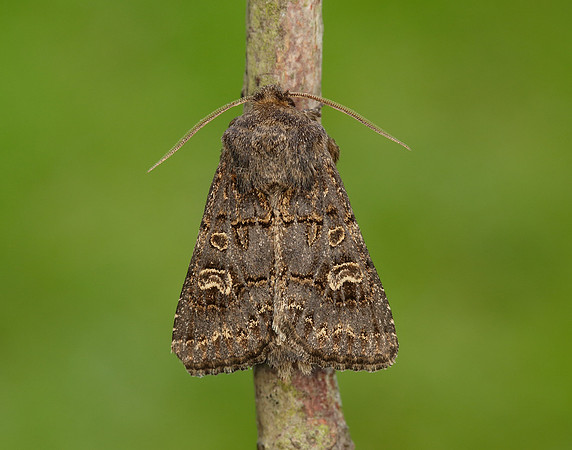 73.252 BF2177 Hedge Rustic Tholera cespitis
