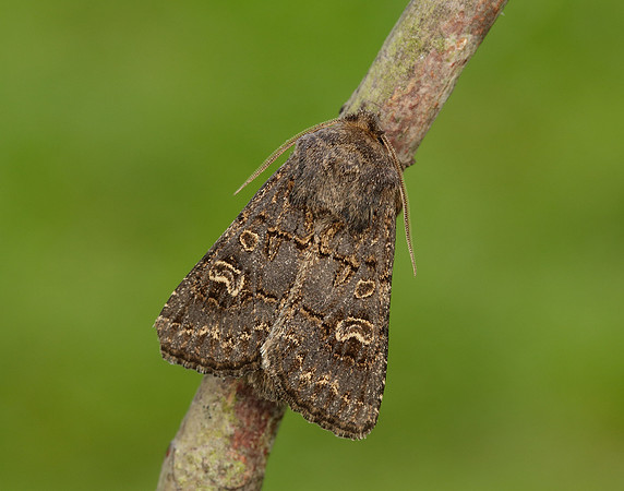 73.252 BF2177 Hedge Rustic Tholera cespitis