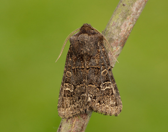 73.252 BF2177 Hedge Rustic Tholera cespitis