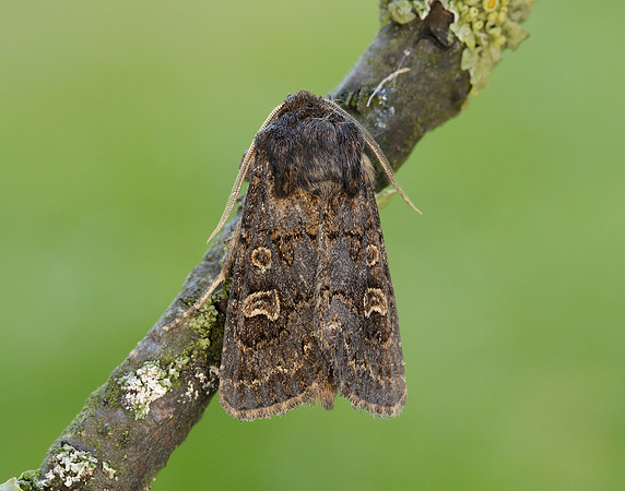 73.252 BF2177 Hedge Rustic Tholera cespitis