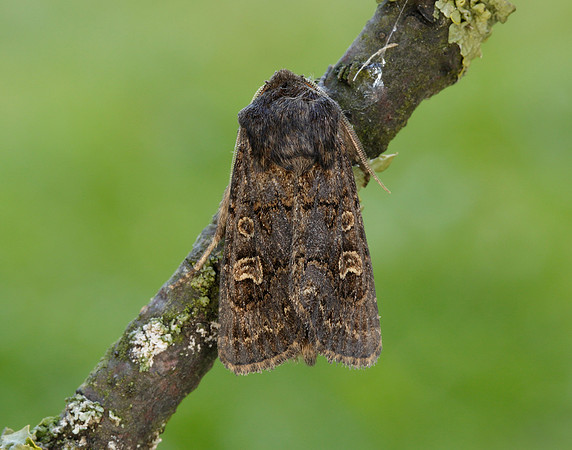 73.252 BF2177 Hedge Rustic Tholera cespitis