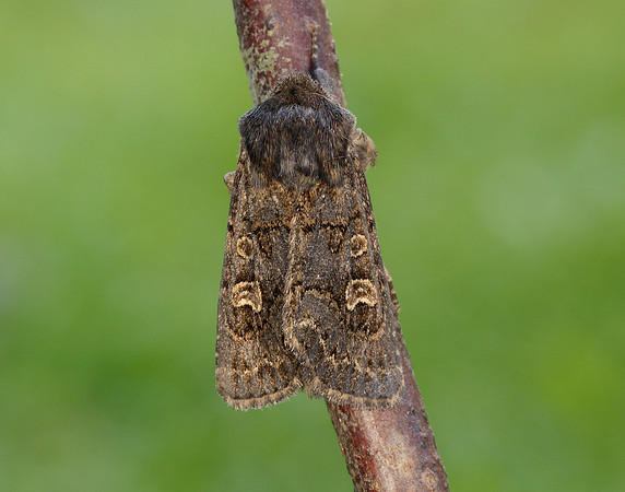 73.252 BF2177 Hedge Rustic Tholera cespitis