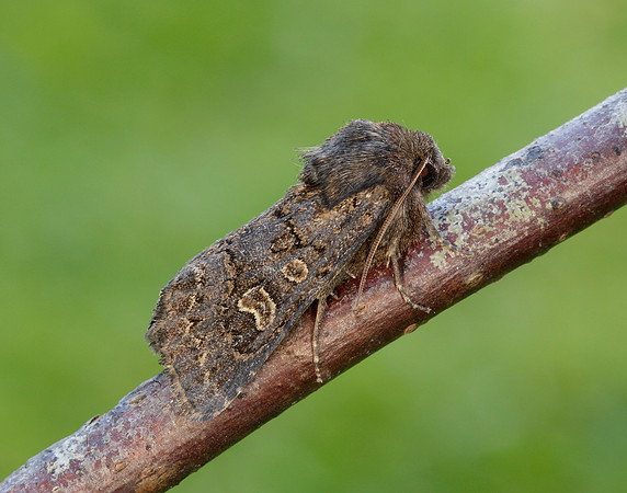 73.252 BF2177 Hedge Rustic Tholera cespitis