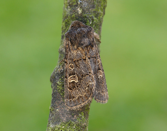 73.252 BF2177 Hedge Rustic Tholera cespitis