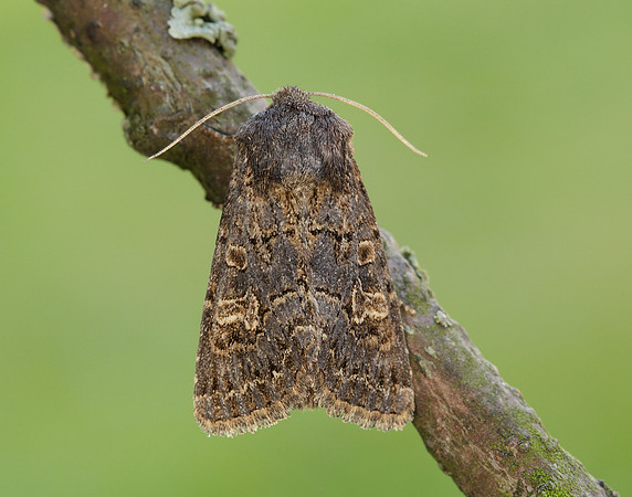 73.252 BF2177 Hedge Rustic Tholera cespitis