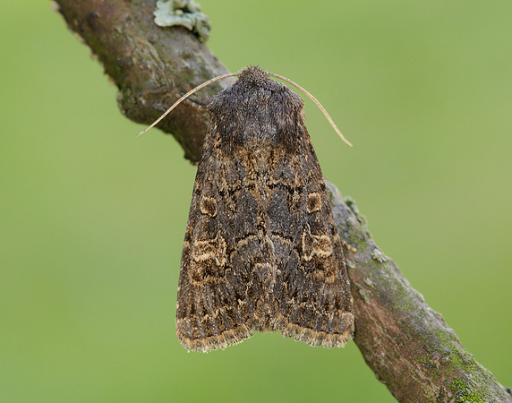73.252 BF2177 Hedge Rustic Tholera cespitis