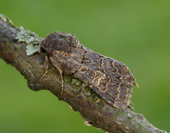 73.252 BF2177 Hedge Rustic Tholera cespitis