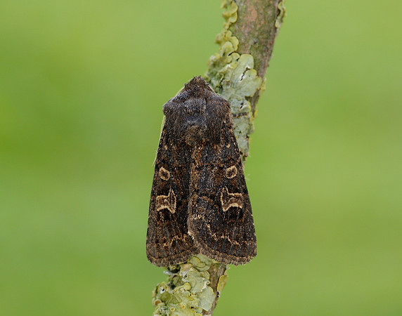 73.252 BF2177 Hedge Rustic Tholera cespitis