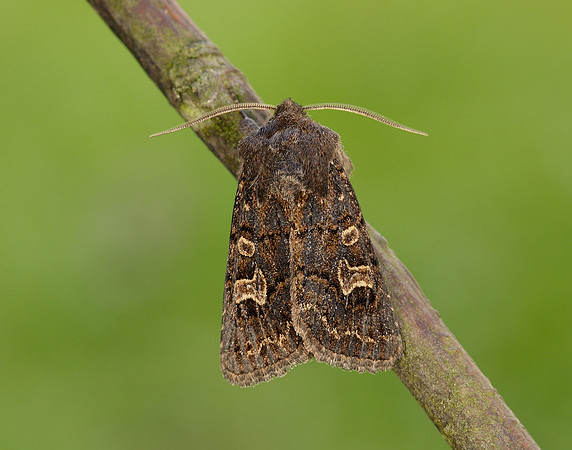 73.252 BF2177 Hedge Rustic Tholera cespitis
