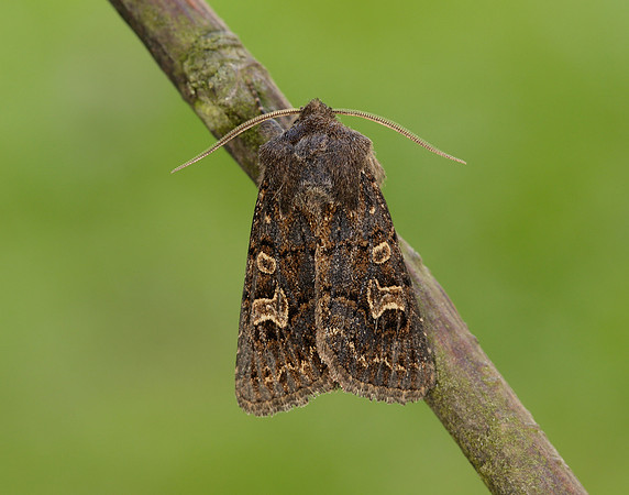 73.252 BF2177 Hedge Rustic Tholera cespitis