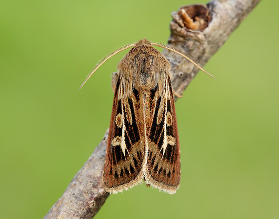 73.254 BF2176 Antler Moth Cerapteryx graminis