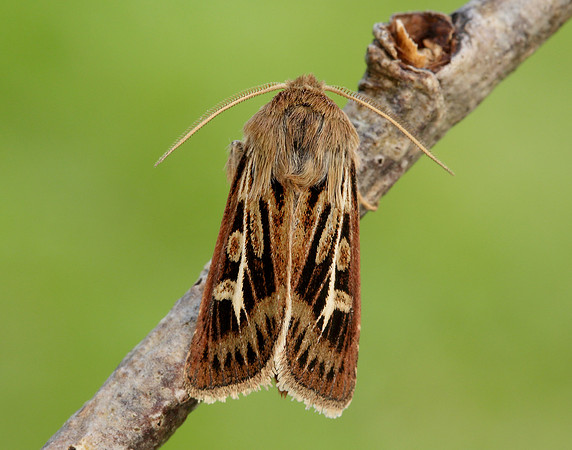73.254 BF2176 Antler Moth Cerapteryx graminis