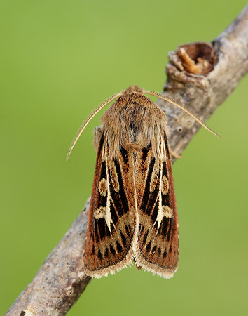 73.254 BF2176 Antler Moth Cerapteryx graminis