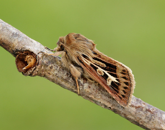 73.254 BF2176 Antler Moth Cerapteryx graminis