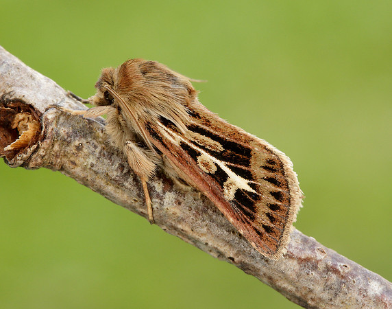 73.254 BF2176 Antler Moth Cerapteryx graminis
