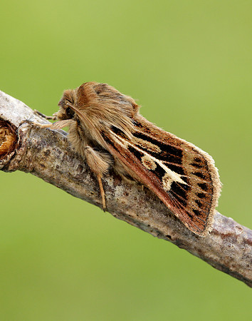 73.254 BF2176 Antler Moth Cerapteryx graminis