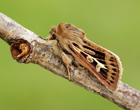 73.254 BF2176 Antler Moth Cerapteryx graminis