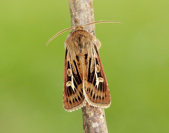 73.254 BF2176 Antler Moth Cerapteryx graminis