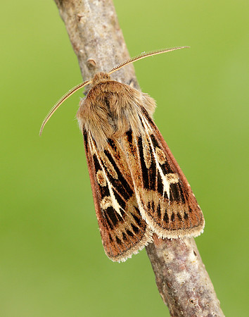 73.254 BF2176 Antler Moth Cerapteryx graminis