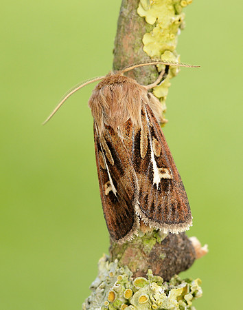 73.254 BF2176 Antler Moth Cerapteryx graminis