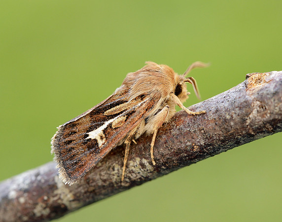 73.254 BF2176 Antler Moth Cerapteryx graminis