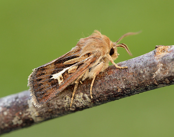 73.254 BF2176 Antler Moth Cerapteryx graminis