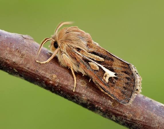 73.254 BF2176 Antler Moth Cerapteryx graminis