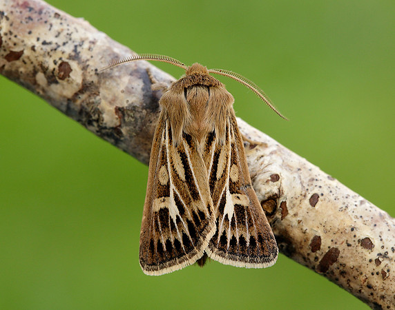 73.254 BF2176 Antler Moth Cerapteryx graminis