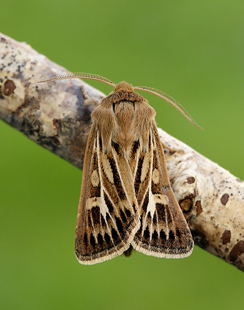 73.254 BF2176 Antler Moth Cerapteryx graminis