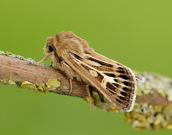 73.254 BF2176 Antler Moth Cerapteryx graminis