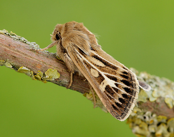 73.254 BF2176 Antler Moth Cerapteryx graminis