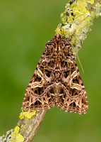 73.276 BF2166 Campion Sideridis rivularis