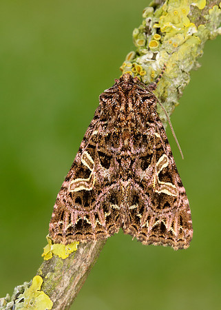 73.276 BF2166 Campion Sideridis rivularis