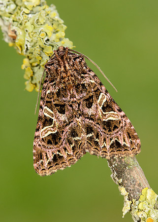 73.276 BF2166 Campion Sideridis rivularis