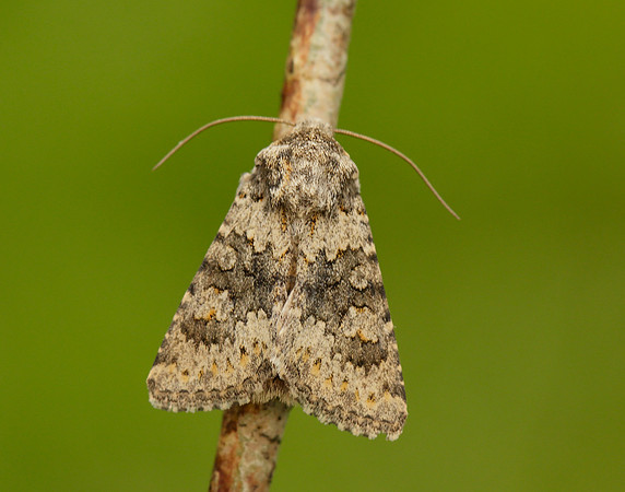 73.280 BF216 Small Ranunculus Hecatera dysodea
