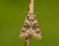 73.280 BF216 Small Ranunculus Hecatera dysodea
