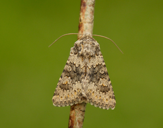 73.280 BF216 Small Ranunculus Hecatera dysodea