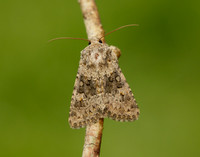 73.280 BF216 Small Ranunculus Hecatera dysodea