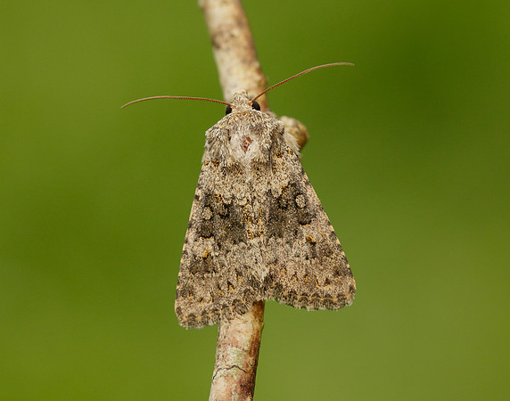 73.280 BF216 Small Ranunculus Hecatera dysodea