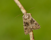 73.280 BF216 Small Ranunculus Hecatera dysodea