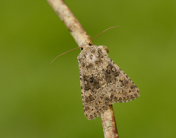 73.280 BF216 Small Ranunculus Hecatera dysodea