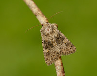73.280 BF216 Small Ranunculus Hecatera dysodea