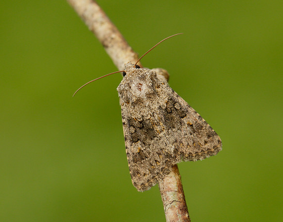 73.280 BF216 Small Ranunculus Hecatera dysodea