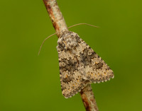73.280 BF216 Small Ranunculus Hecatera dysodea