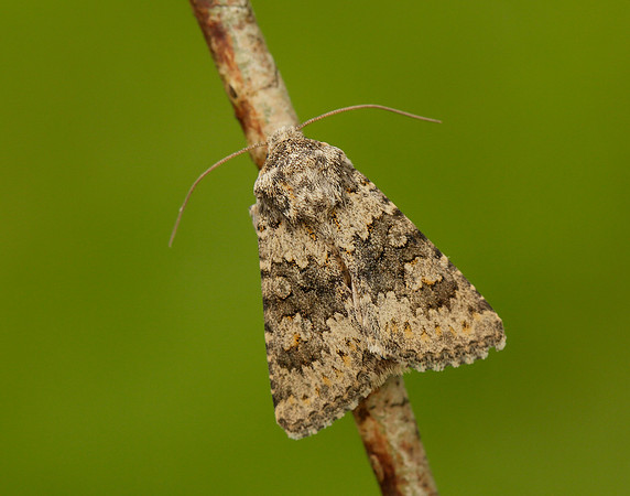 73.280 BF216 Small Ranunculus Hecatera dysodea