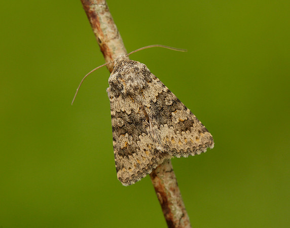 73.280 BF216 Small Ranunculus Hecatera dysodea